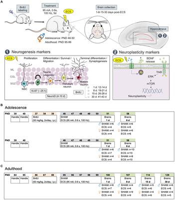 Electroconvulsive seizures regulate various stages of hippocampal cell genesis and mBDNF at different times after treatment in adolescent and adult rats of both sexes